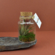 Terrarium en bouteille publicitaire - Tillandsia