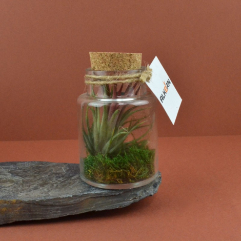 Terrarium en bouteille publicitaire - Tillandsia