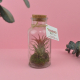 Terrarium en bouteille publicitaire - Tillandsia