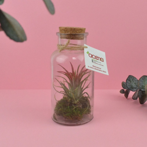 Terrarium en bouteille publicitaire - Tillandsia