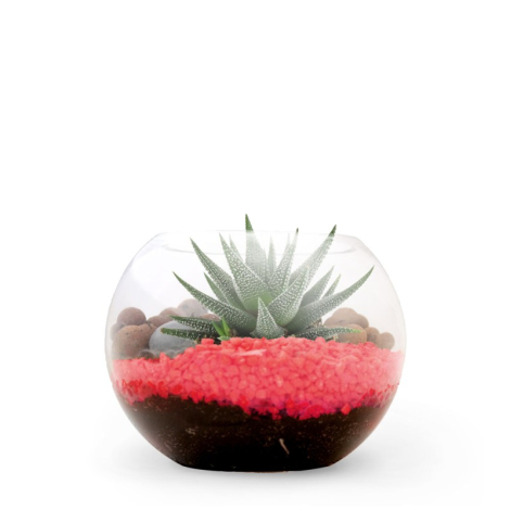 Terrarium publicitaire en kit avec une plante dépolluante