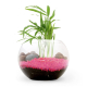 Terrarium publicitaire en kit avec une plante dépolluante