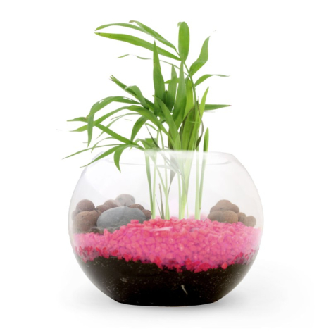 Terrarium publicitaire en kit avec une plante dépolluante