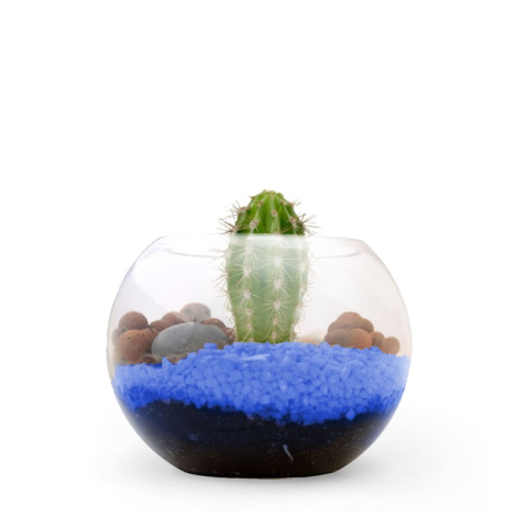 Terrarium publicitaire en kit avec une plante dépolluante