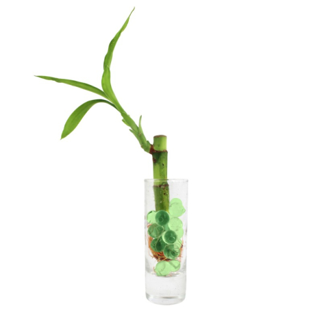 Canne chinoise en vase publicitaire