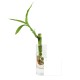 Canne chinoise en vase publicitaire