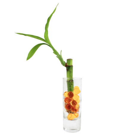 Canne chinoise en vase publicitaire