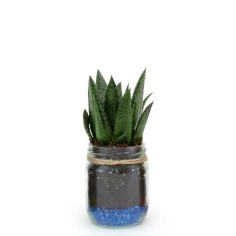 Bocal publicitaire avec une plante