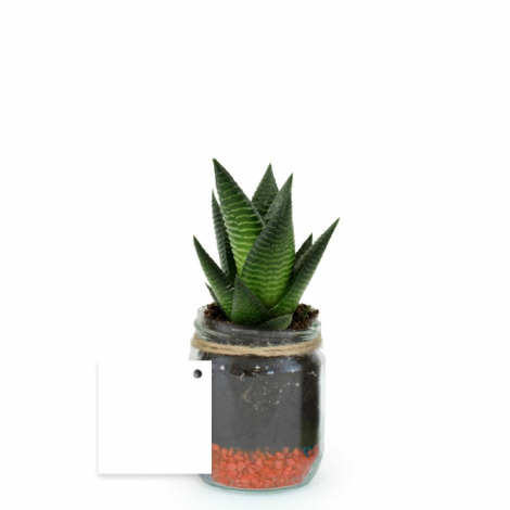 Bocal publicitaire avec une plante