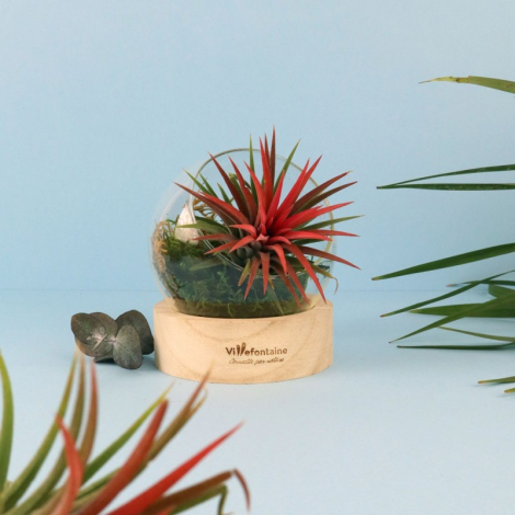 Terrarium sur socle bois publicitaire