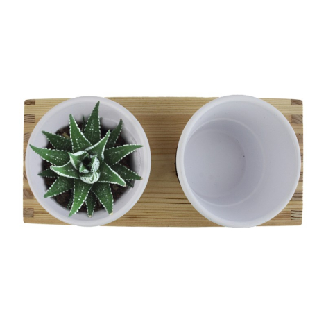Plateau publicitaire en bois et double pot avec plante