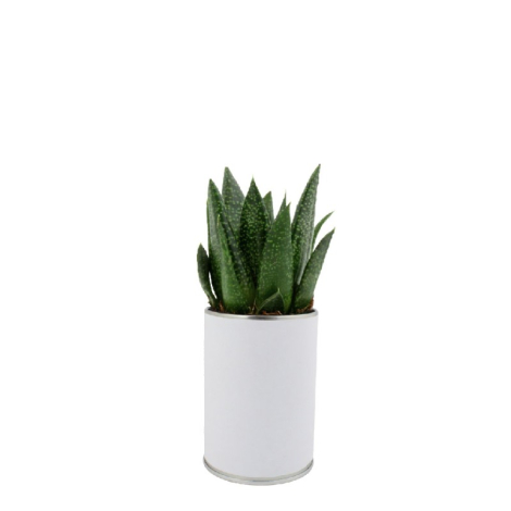 Canette à plante publicitaire