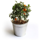 Oranger Kumquat en pot zinc publicitaire
