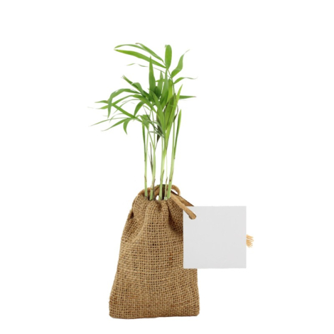Mini plant d'arbre dans un pochon promotionnel