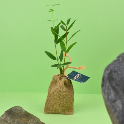 Mini plant d'arbre dans un pochon promotionnel