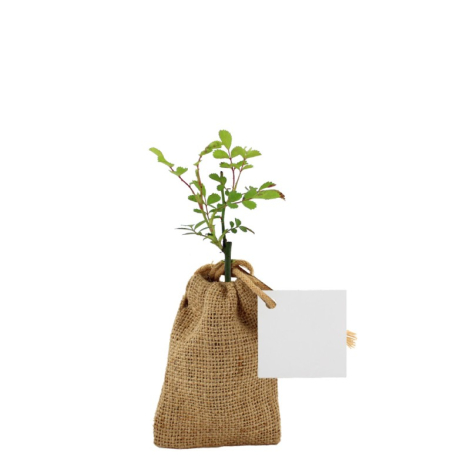 Mini plant d'arbre dans un pochon promotionnel