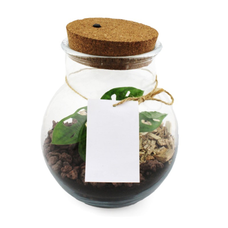 Terrarium à personnaliser lumineux